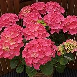さかもと園芸　達人のあじさい　【 スカーレットマナスル 】　大きい6号鉢　父の日　あじさい　アジサイ　紫陽花　花鉢植え　花　ギフト　プレゼント　贈答品