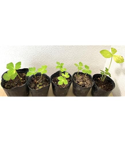 Amazon.co.jp: アシタバ（明日葉）苗 6個セット 育て方説明付！ : DIY