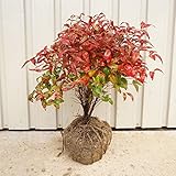 【4本セット】 オタフクナンテン 樹高0.35m前後 根巻 おたふく南天 お多福南天 低い生垣やグランドカバーに 苗木 植木 苗 庭木 生け垣