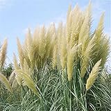 レア淡黄色パンパス草の種子、だから、美しく装飾された中庭Cortaderia Selloanaグラス - の100pcs /ロット