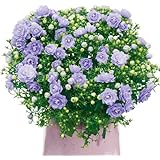 花苗 カンパニュラ ブルーライクミーPVP 2株 / 国華園 24年春商品