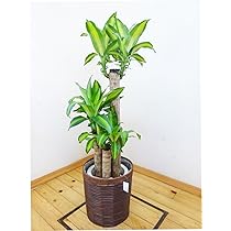 【ポコ⚠追加有❗️】香りも魅力な幸福の木♪ドラセナマッサンゲアナ10号鉢② ドラセナ・マッサンゲアナ（幸福の木） 10号鉢 観葉植物と植木鉢