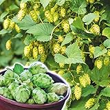 国華園　花苗 ホップ 3株【※発送が国華園からの場合のみ正規品です】