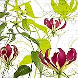 輸入壁紙/Gloriosa/サイズ：368×254cm/8-899/Z3K