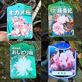 苗・庭木苗：桜の苗木 (おかめ)