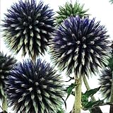 【メール便配送】　国華園　花たね　瑠璃玉あざみ　1袋(20粒)【※発送が国華園からの場合のみ正規品です】