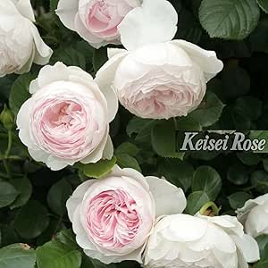 Amazon 四季咲きつるバラ クリスティアーナ 2年生大苗 予約販売12 翌1月頃入荷予定 花