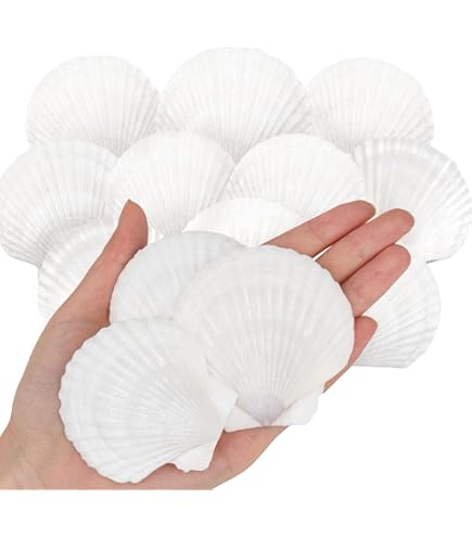 Amazon.co.jp: 20 個カラフルな貝殻装飾天然ホタテ貝殻工芸装飾 DIY
