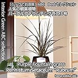 【人気のブロンズリーフ】 パープルファウンテングラス苗3号 【観葉植物】