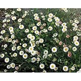 マット植物：エリゲロンのマット25cm×25cm　6枚セット[グランドカバーに・草花の苗] ノーブランド品