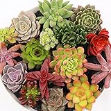 300pc /パッケージ多肉植物種子種子植物種子花種子入り中庭 盆栽の種子(300PCS)