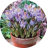 サフランの球根、オランダクロッカスダイコンの花の希少植物盆栽の花の開花植物の球根フレッシュ（それは種子ではありません）-2球根