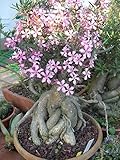 【多肉植物／塊根植物】Pachypodium★パキポディウム 種子５粒 コーデックス (Succulentum) [並行輸入品]