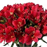 アルストロメリア 切花 一級品 70cm（花5個・蕾5個付き）×10本入り (赤)