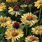 エキナセア（バレンギク）：アロハ3.5号ポット2株セット[シングル咲き][草丈70～100cm] ノーブランド品