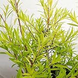 メラレウカ：レボリューションゴールド5号ポット[鉢植え、寄せ植えに！繊細な黄金葉が美しい常緑低木] ノーブランド品