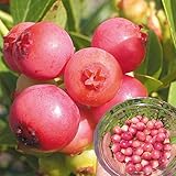 国華園　果樹苗　ハイブリッド系ブルーベリー　ピンクレモネード 接木3年生苗　1株【※発送が国華園からの場合のみ正規品です】