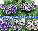 宿根草 フリル咲のプレミアム・プリムローズ (プリムラジュリアン) 群青の空　１株