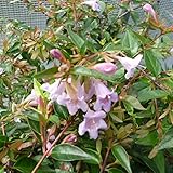 【10本セット】 アベリア・エドワードゴーチャ 樹高0.2m前後 12cmポット あべりあ・えどわーどごーちゃ 苗木 植木 苗 庭木 生け垣