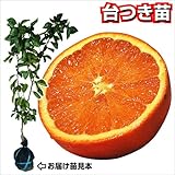 国華園　果樹苗　カンキツ　森田ネーブル　台つき苗　1株【※発送が国華園からの場合のみ正規品です】