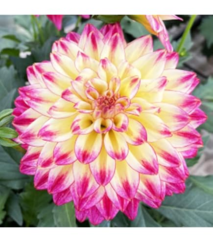 Amazon.co.jp: カフェオレディナープレート ダリア球根、植物、根、花