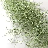 【Blooming＆me】フラワーデザイナー推薦 枯れない 高品質 上質な造花 観葉植物 壁掛け インテリア スパニッシュモス ウスネオイデス グリーン (全長約70cm) [並行輸入品]