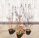 ミツバツツジ　3本セット