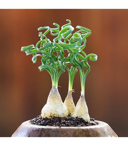 Amazon.co.jp: 塊根 ユーフォルビア 薔薇大戟 2-3cm 1株 : DIY・工具