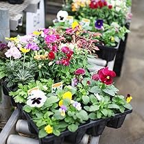 花苗 Amazon.co.jp: 土っ子倶楽部 季節 の 花苗 24苗 セット （ パンジー