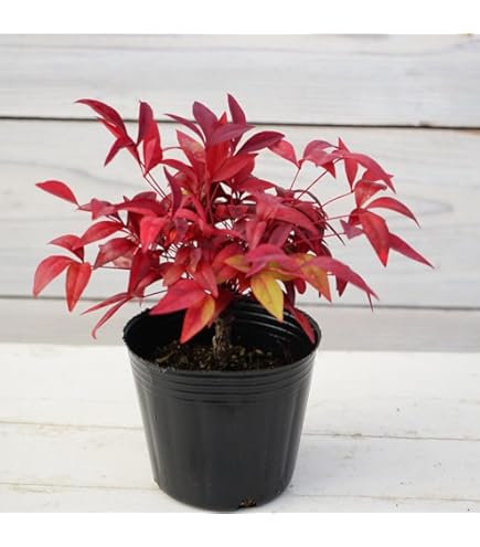 Amazon | オタフクナンテン 5号 15cmポリポット苗 1株 お多福南天 庭木