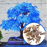 Rosepoem 20pcs / bag輸入赤いメープルの種子盆栽多年生屋外の中庭の葉の植物植え付けられた庭の木成長しやすい
