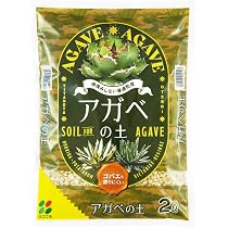 Amazon｜アガベ チタノタ 白鯨/Agave titanota 'White Whale/観葉植物