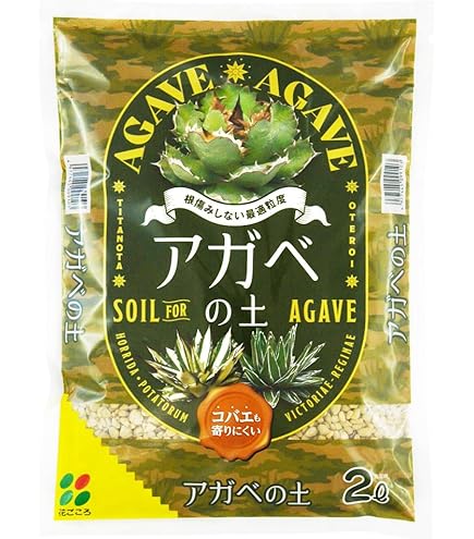 Amazon.co.jp: アガベオテロイ種子 50粒 : DIY・工具・ガーデン