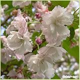 桜(サクラ)苗木 八重紅大島