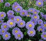 花の種子ブルーアスペンヒメジョオン（Erigeronのspeciosusの）多年生