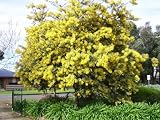 10 GOLDEN MIMOSA Acacia Baileyana Yellow Wattle Tree Flower Seeds *Comb S/H by Seedville