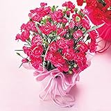 母の日 カーネーション 鉢植え (ピンク)
