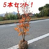 庭木：口紅更紗ドウダンツツジ/更紗どうだんつつじ(根巻)　Ｈ：50-60ｃｍ　☆5本セット☆
