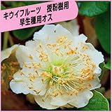 キウイフルーツ苗木(受粉用オス)　孫悟空