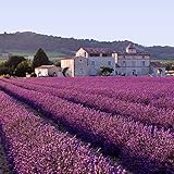 1000本フランスのプロヴァンスのラベンダーの種非常に香りは、盆栽有機ラベンダーの種子植物でよく成長することができます盆栽