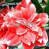 100 Pcs Cheap Amaryllis Seeds New Barbados Lily Potted Seed Bonsai Balcony Flower Plants Jardin * Ga