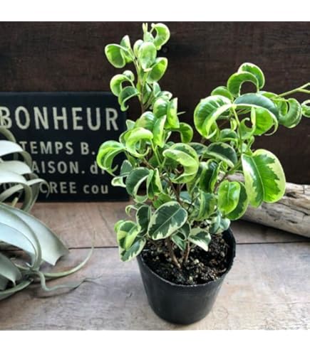 Amazon｜おしゃれ 観葉植物 選べる フィカス ：ねじり