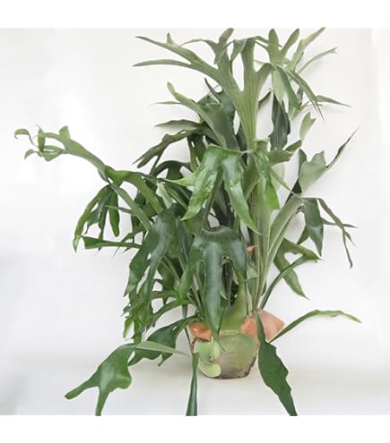 b特大　観葉植物　ビカクシダ　コウモリラン 楽天市場】観葉植物/[ザ・ファームセレクト]ビカクシダ