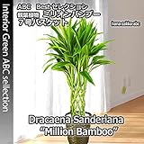 幸運の竹（ドラセナ・サンデリアーナ) ミリオンバンブー 7号鉢・バスケット・受皿