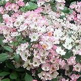 バラ苗 【バレリーナ （CL) ミニバラ 返り咲き】 2年生接木大苗 （スリット鉢）