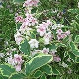 オオベニウツギ(タニウツギ):オーレア バリエガータ4号ポット ノーブランド品