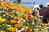 大阪 舞洲ゆり園