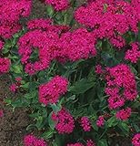 花の種子ピンクスウィートウィリアムCatchfly（ムシトリナデシコ）年報
