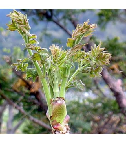 Amazon | とげなしタラの木(タラの芽)苗木 | 果物