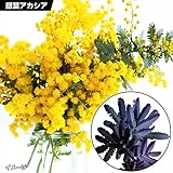 国華園　花木　ギンヨウアカシア　プルプレア　1株【※発送が国華園からの場合のみ正規品です】